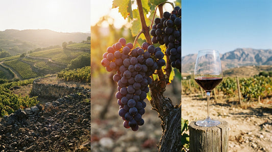 La syrah : du Rhône à la Békaa, un cépage, trois terroirs