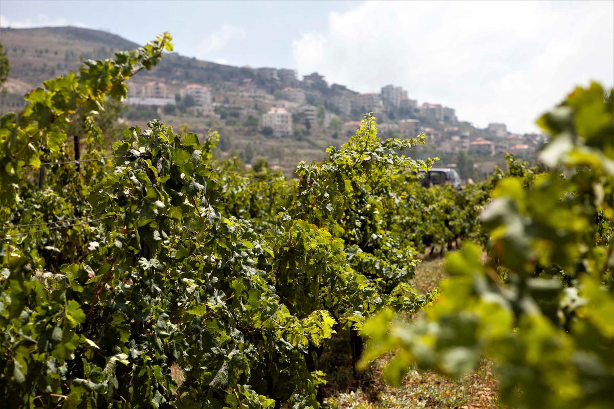 Vins de Bhamdoun