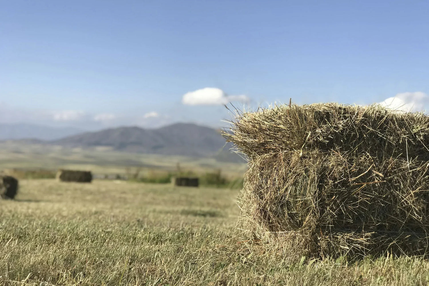 Wijnen uit Aragatsotn